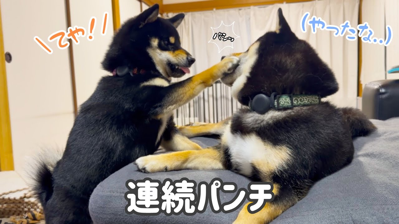 連続パンチを繰り出す弟ぽん太に翻弄される兄ちゃんな、まろ。