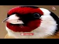 تعليم الحسون تغريد اصلي وخالي من الاخطاء لتسميع فراخ الحسون 
