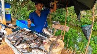 Amazing !! Excellent Fish Cutting Skills | 🔴 Live Big Tilapia Fish Cutting In Sri Lanka