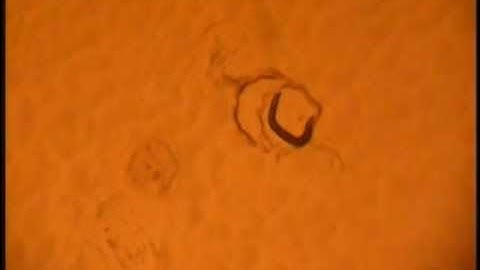 C. elegans rolling mutant