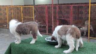 Saint Bernard Puppies for Sale small Kennel tour also