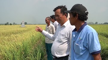 Tân Long: Tổng kết mô hình điểm sản xuất lúa theo hướng VietGap