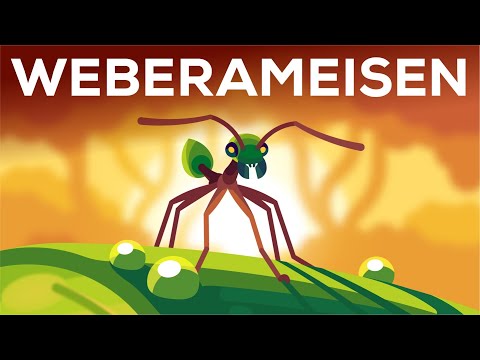 Video: Was ist ein anderer Name für eine weiße Ameise?