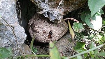 tìm ong vò vẽ ở thung núi khá đơn giản /quách tế vlog