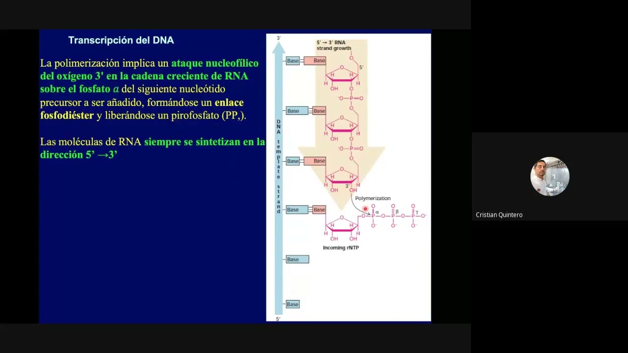 Teórico Rutas de la Información biológica 2: Transcripción y traducción