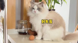 What's wrong with the kitten? He just thinks that the broken cell phone and computer robbed his fav by 猪娣儿是一只猫 676 views 9 days ago 5 minutes, 8 seconds