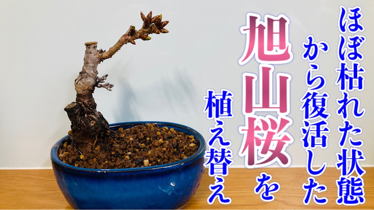 初心者が枯らし 復活させた旭山桜盆栽 今季のために植え替え Youtube