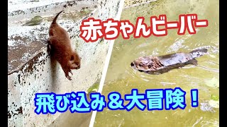 《羽村市動物公園》ビーバーの赤ちゃんが飛び込んで泳いで連れ戻される