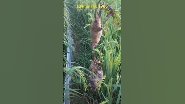 thăm bẫy chuột đồng ở ruộng lúa p3  #baychuot #baychotdoong #tunhien #vungcao