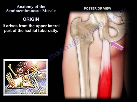 Anatomy Of The Semimembranosus Muscle - Everything You Need To Know - Dr. Nabil Ebraheim