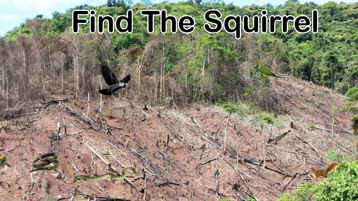 Find the hidden animal (Part 5) | Nobody can find All hidden animal | Brain game | AR Entertainment.