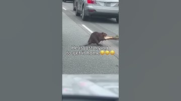 I Was Stuck in a Traffic Jam... The Reason Why is The Funniest Thing You