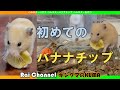 キンクマ飼い始めて初のバナナチップ【ハムスターおやつ】ハムスターの日常