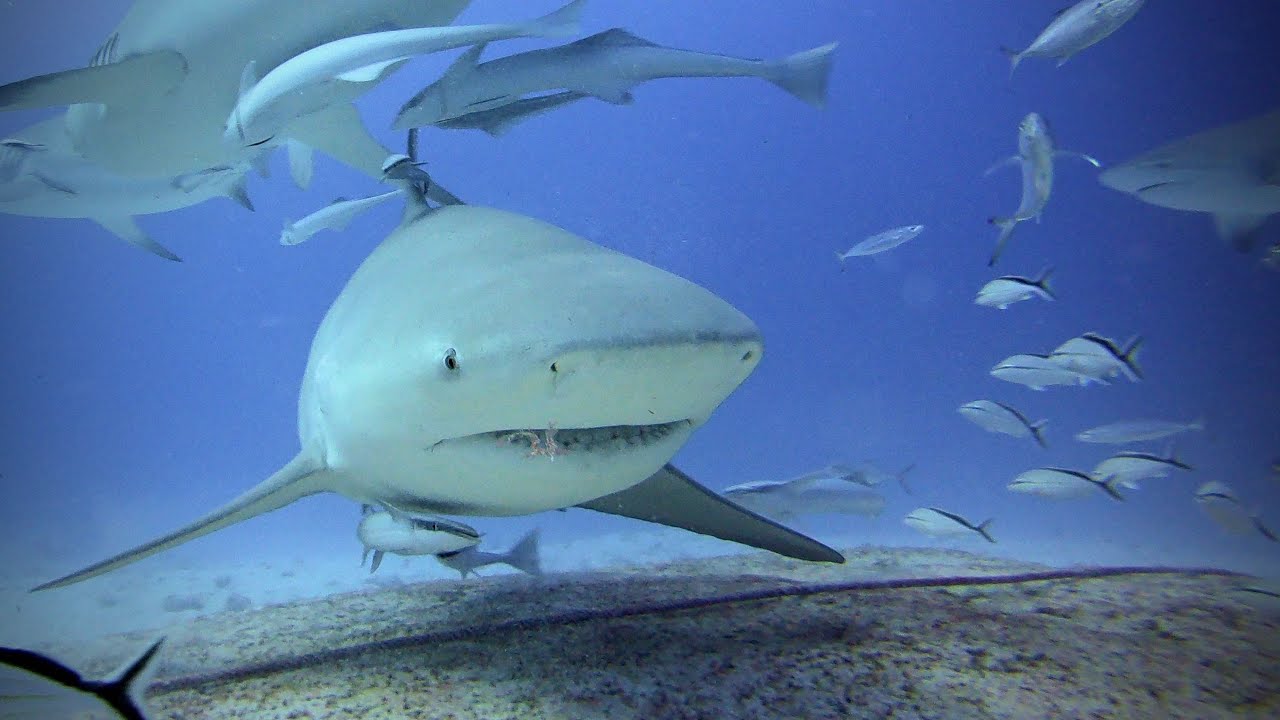 Bull Shark Encounter Diving - Playa Del Carmen - YouTube