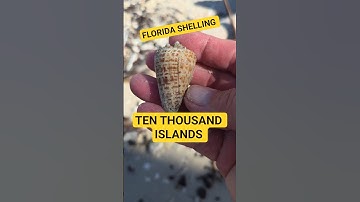 Awesome Shelling in the Ten Thousand Islands 🌴  #shellinginflorida #seashell