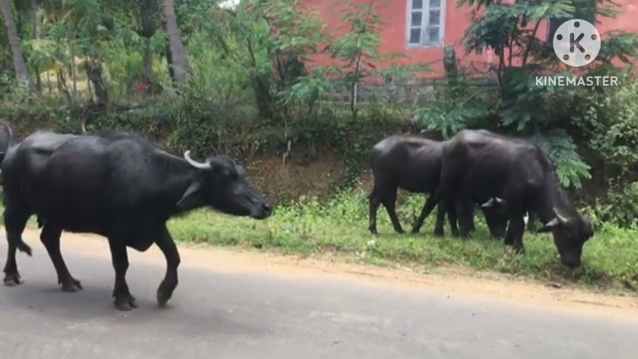 Deal - 498.      8.18 Acre's. Nagarcoil. One Acre 12 லட்சம்.