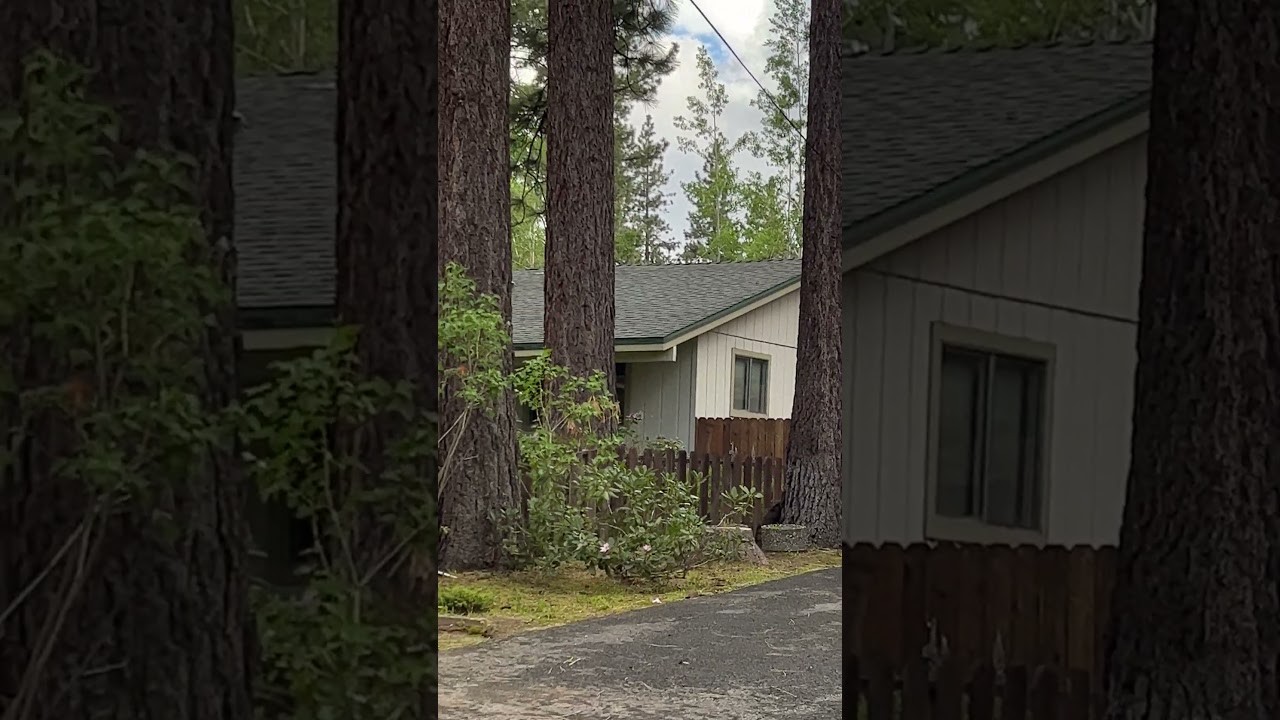 Adorable Baby and Mommy Bear Moments!🐻💕 