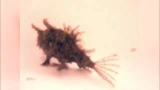 Blackspot Anglerfish, Tathicarpus Butleri