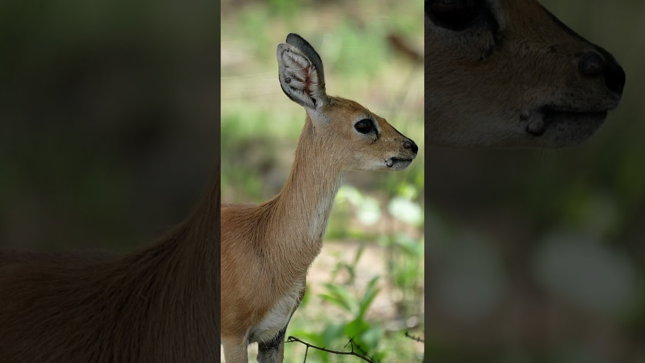 Steenbok at Kruger National Park in South Africa.