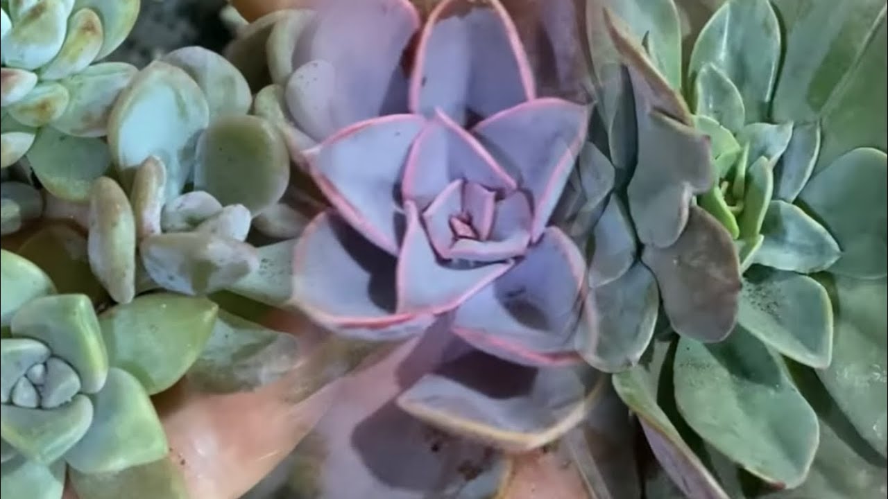 Fatma hanımın kargosu🍁☃️@sukulentruyas 