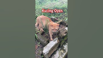 Kucing oyen #cat #kucingbelangtiga #kucing #catlover #kucinglucu #kucingimut