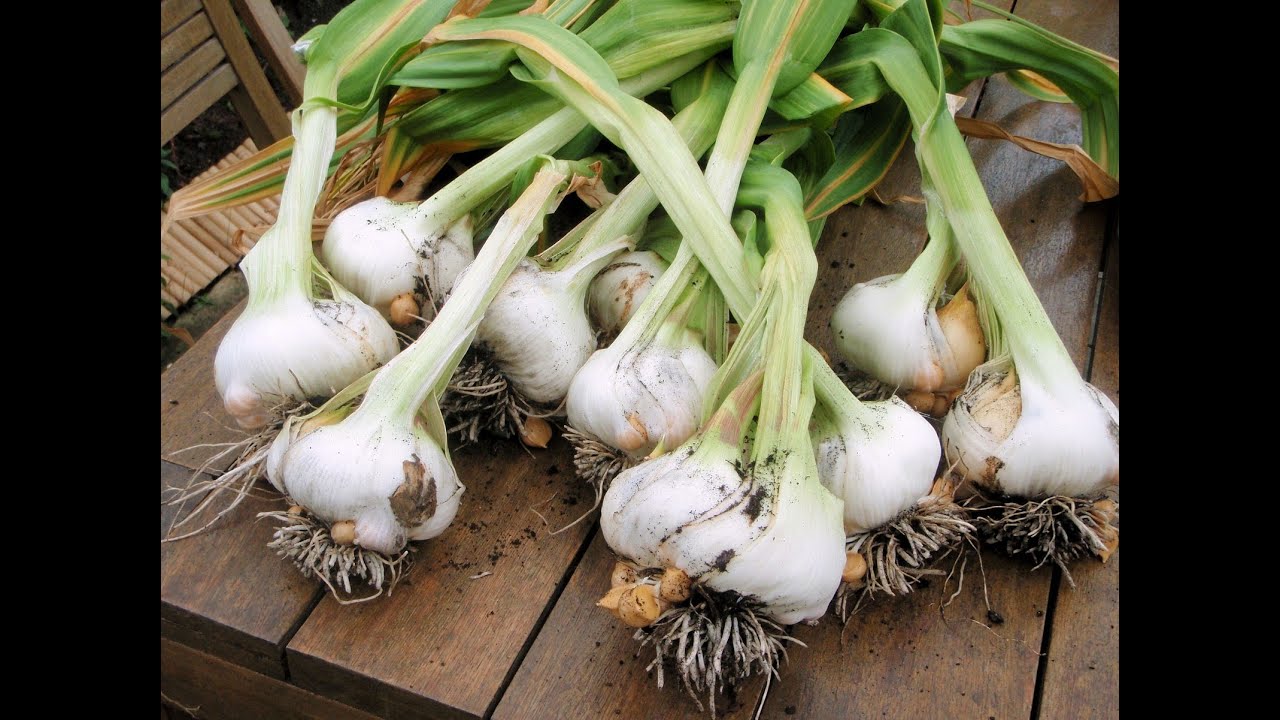 Sunken Bed for planting Garlic YouTube