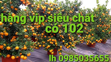 quất trậu nhựa | quất bon sai | quất tết 2022 - đẹp mê ly | giá quất lh trực tiếp nhà vườn0985035655