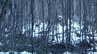 Охота на лося с лайкой западно сибирской в Удмуртии Охота на лося с лайкой западно сибирской в Удмуртии