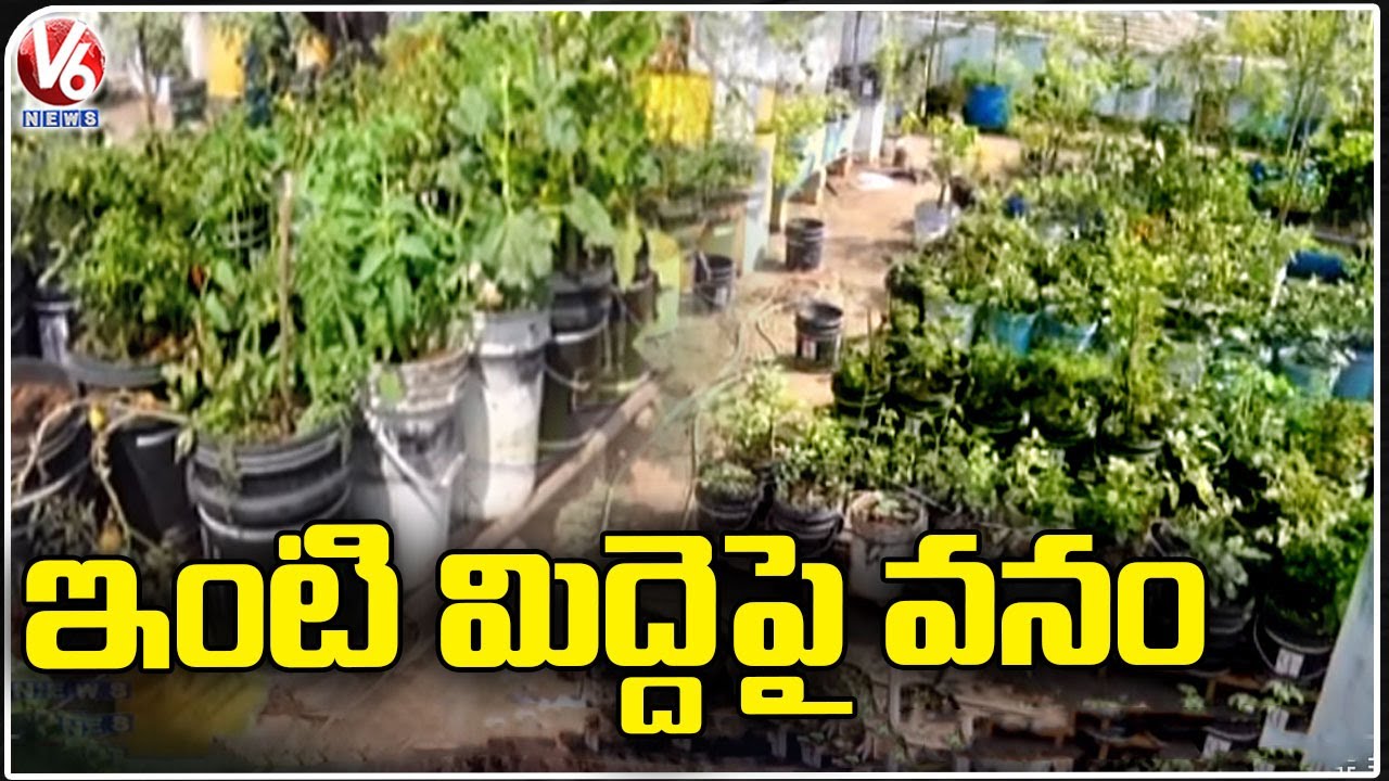 Teacher Farming 150 Varieties Of Plants In Organic Way On House Roof Nizamabad V6 News YouTube