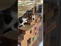 電池不要で経済的。環境にもやさしい猫のおもちゃ「まどじゃらし」が登場!#ネコ #猫じゃらし
