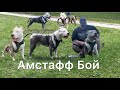 Амстафф Бой в прямом эфире!(2)