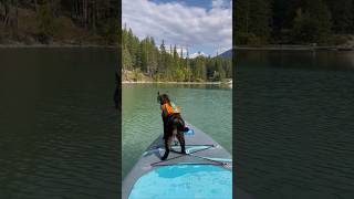 I took my cat paddle boarding! 🐈‍⬛💦🌲#vanlife #cats #cat #