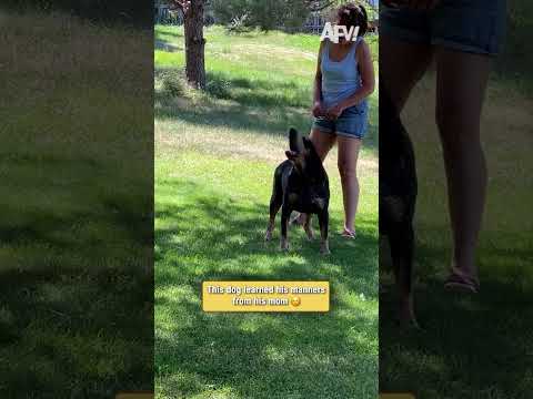 This dog learned his manners from his mom ☺️ 1 This dog learned his manners from his mom ☺️