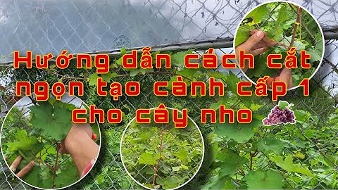 Hướng Dẫn Cắt Ngọn Tạo Cành Cấp 1 Cho Cây Nho ( Lh mua giống chuẩn : 0362216213 )