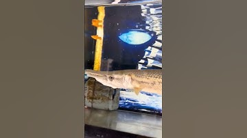 cá sấu hỏa tiễn săn mồi#casanmoi #fish #casauhoatien