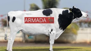 Armada Bull Information