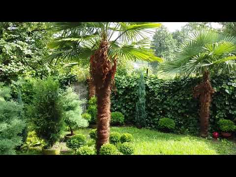 ლამაზი ეზო წვიმაში.