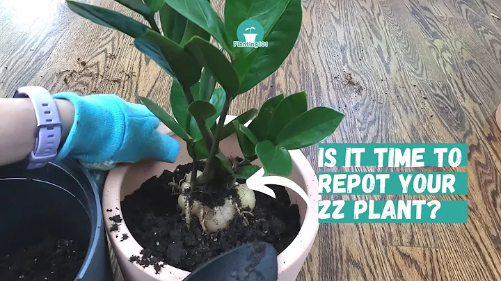 How to Repot ZZ Plant | ZZ Plant Repotting | ZZ Plant | Zanzibar Gem | Zamioculcas zamiifolia