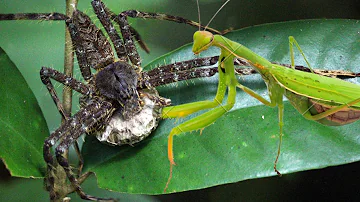 Spider vs Mantis - Battle between two killers in nature