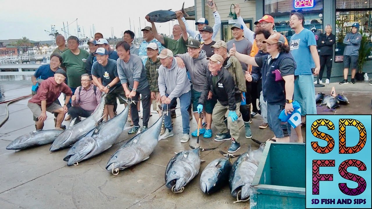 SAN DIEGO SPORTFISHING REPORT BLUEFIN TUNA Limits Yellowtail Fishing Coronado Islands & La Jolla