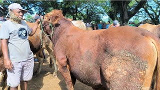 Limousin 15 juta !! Calon Qurban Harga Ekonomis !! Pasar Jatirogo