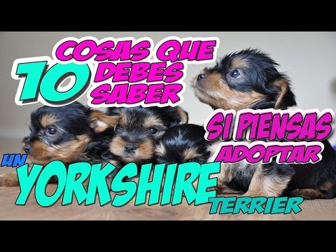 10 things about of the Yorkshire Terrier before adopt one