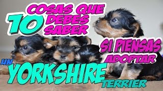 10 things about of the Yorkshire Terrier before adopt one