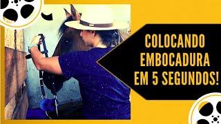 Como colocar embocadura corretamente no cavalo