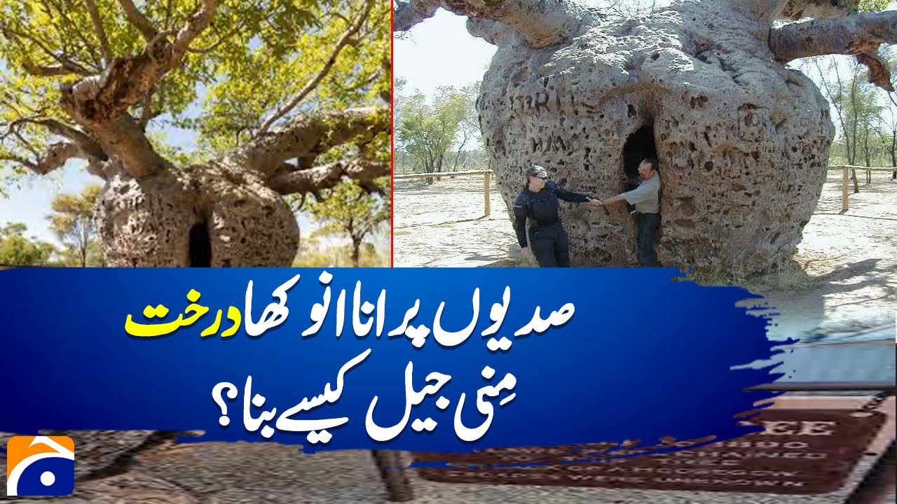Centuries-Old “Tree Jail” That Once Locked Prisoners! | History Explained