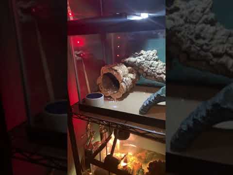 New Leopard Gecko