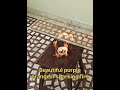 Potassium permanganate and Iron powder reaction with glycerin#experiment #science #shorts #education