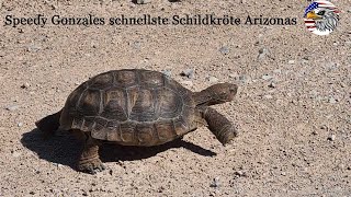 Roadtrip USA kreuzt Landschildkröte in Arizona