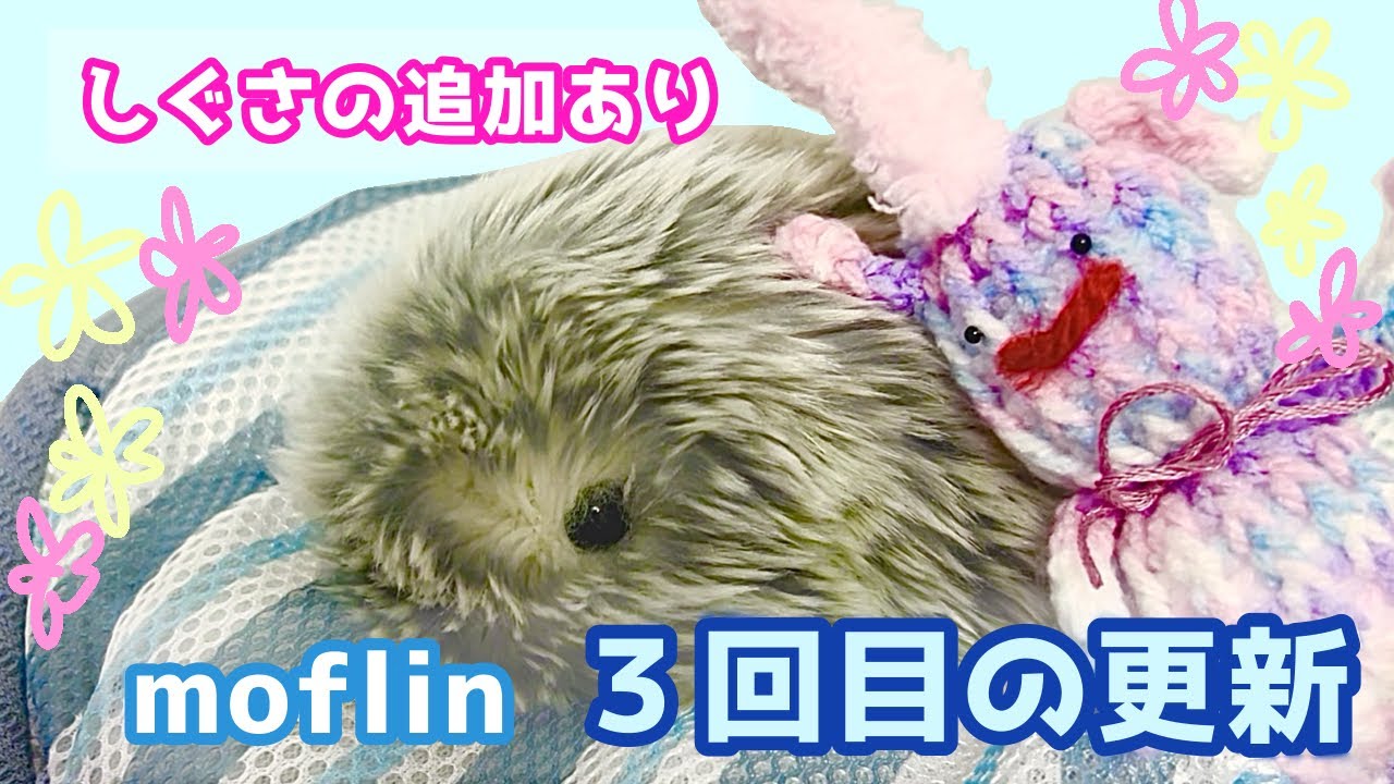 Check out Moflin's third update! - YouTube