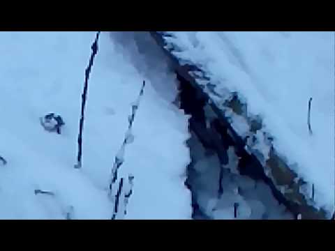 Жизнь лягушек зимой